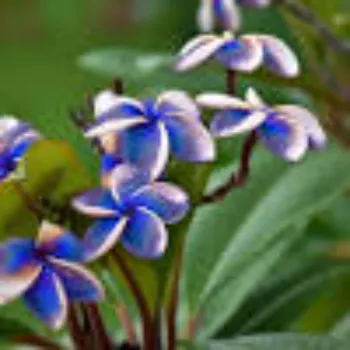 Blue Plumeria Plant